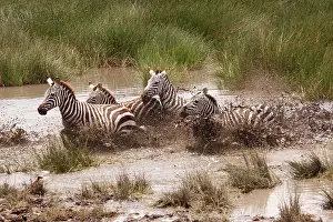 Boehmi: Grant's Zebra - herd crossing a river