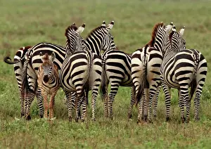 Boehmi: Grant's Zebra - herd with young one