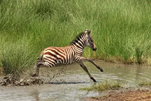 Boehmi: Grant's Zebra - young crossing a river