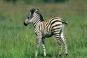 Boehmi: Grant's Zebra young foal