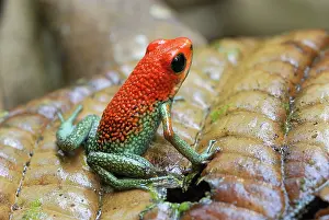 Granular: Granular Poison Arrow / Dart Frog