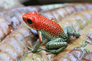 Granular: Granular Poison Arrow / Dart Frog