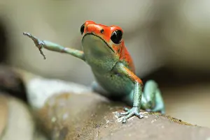 Granular: Granular Poison Arrow / Dart Frog