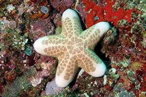 Granular: Granular Sea Star