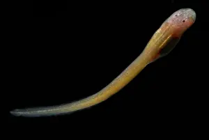 Modes: Granulated Glass Frog tadpole