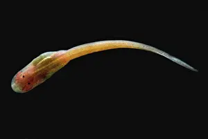 Modes: Granulated Glass Frog tadpole
