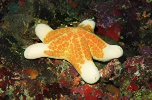 Granulatus: Granulated Sea Star