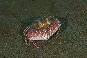 Wreck: Granulose Box Crab - Wreck Slope dive site, Tulamben