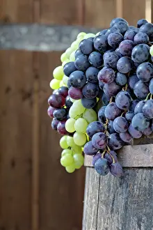 Festa: Grape exhibit on parade float, La Festa