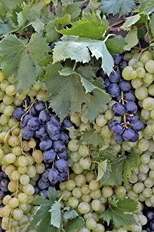 Festa: Grape exhibit on parade float, La Festa