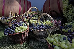 Festa: Grape exhibit on parade float, La Festa