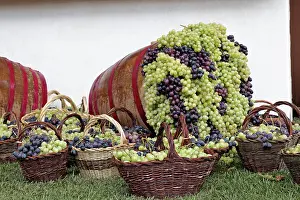 Festa: Grape exhibit on parade float, La Festa