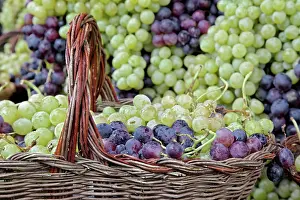 Festa: Grape exhibit on parade float, La Festa