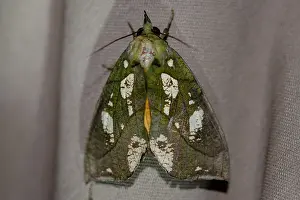 Colin Marshall: Grape Fruit Piercer Moth
