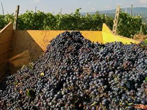 Umbria: Grape Harvest