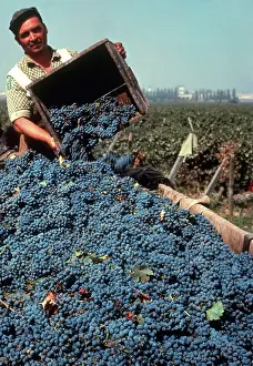 Laborer: Grape Harvest, Chile