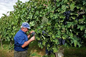 Picking: Grape Harvest, Italy