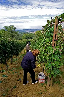 Bucket: Grape Harvest, Italy