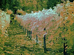 Umbria: Grape Harvest, Umbria, Italy