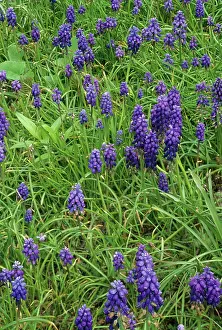 Muscari: Grape Hyacinth