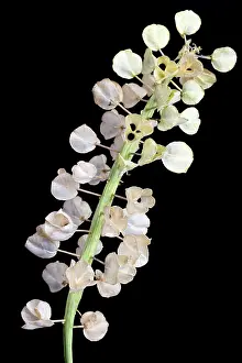Muscari: Grape Hyacinth