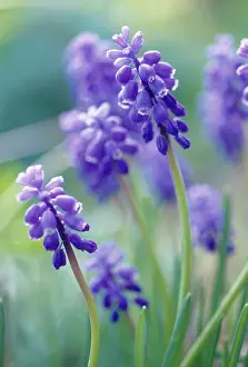 Muscari: Grape Hyacinth