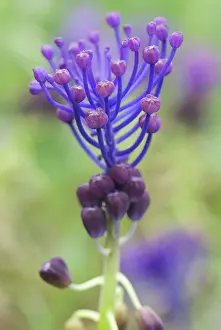 Muscari: Grape Hyacinth