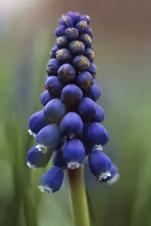 Muscari: Grape Hyacinth