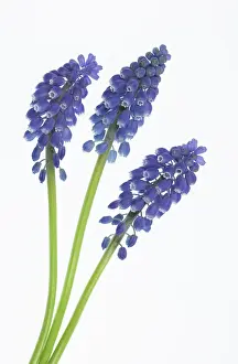 Muscari: Grape Hyacinth