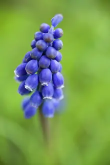 Muscari: Grape Hyacinth