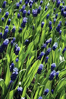 Muscari: Grape Hyacinth