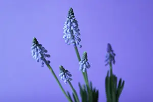 Muscari: Grape Hyacinth