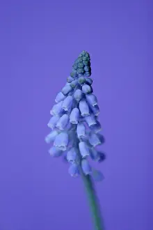 Muscari: Grape Hyacinth