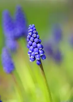 Muscari: Grape hyacinth