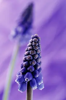 Muscari: Grape Hyacinth