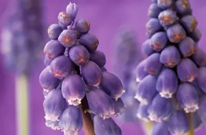 Muscari: Grape Hyacinth