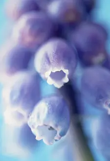 Muscari: Grape Hyacinth