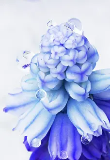 Muscari: Grape Hyacinth
