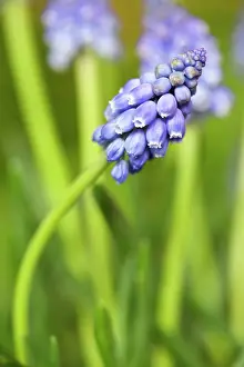 Muscari: Grape hyacinth