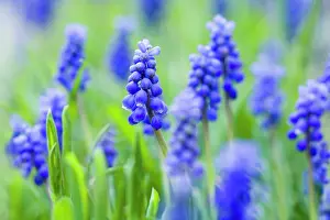 Muscari: Grape Hyacinth