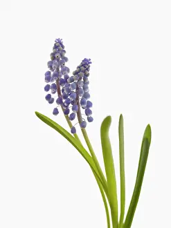 Muscari: Grape hyacinth