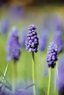 Muscari: Grape Hyacinth