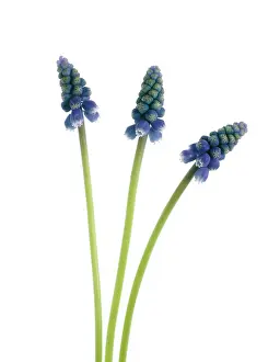 Muscari: Grape Hyacinth