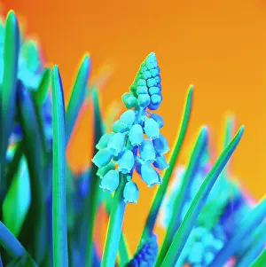 Muscari: Grape Hyacinth