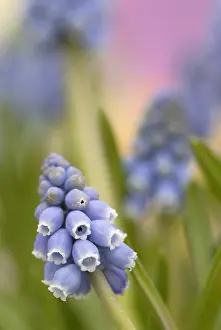Muscari: Grape Hyacinth