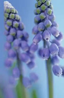 Muscari: Grape Hyacinth
