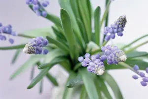 Muscari: Grape Hyacinth