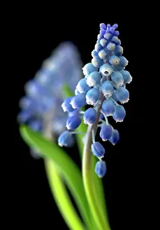Muscari: Grape hyacinth