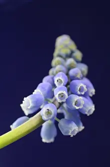 Fabulous: Grape Hyacinth
