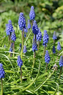 Hyacinths: Grape hyacinth